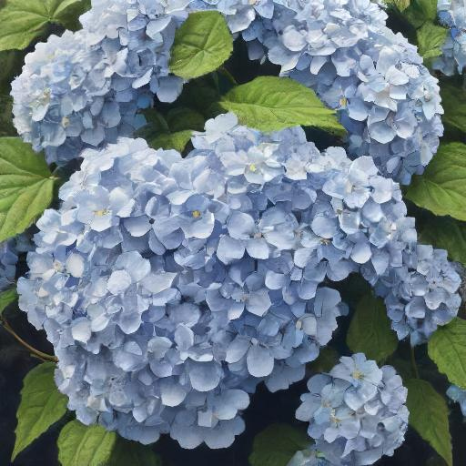 http://ayosarung78.store/uploads/img/1726765301_hydrangea.jpg